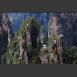 扩大的盆景