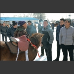 观赏小马驹