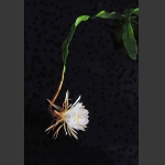 昙花