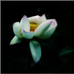 荷花_0189