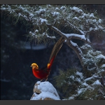 瑞雪锦鸡