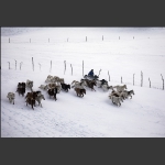 马踏瑞雪