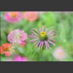 花卉