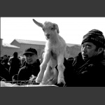 小羊乖乖