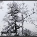 琼枝温雪