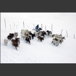 骏马冲雪