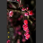 报春