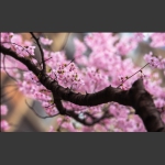 樱花烂漫