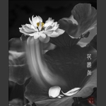花溅泪