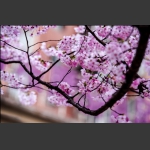 樱花烂漫