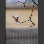 玉兰花开