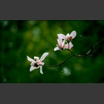 玉兰花开
