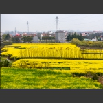 油菜花开
