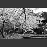 《李花庭院》