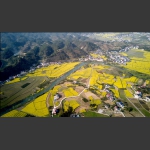 零溪河畔花海2