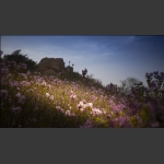 丁香花海