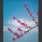 闻香而来