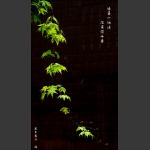 报春藤
