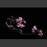 樱花漫漫
