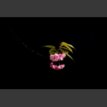 樱花漫漫