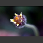 春天的花草虫儿