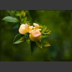 玉茶花
