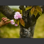 想摘朵小花