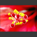 花芯