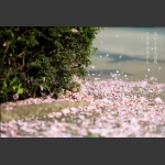 护花
