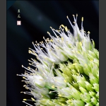 葱花