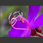 花芯