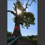 红军树