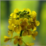 【菜花】