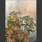 黄石松