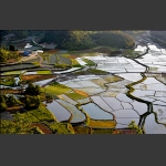 田园好风光