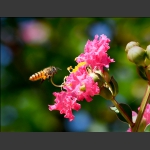 追花小蜜蜂