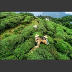 机械采茶叶
