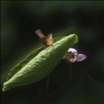 探花