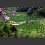 田 园