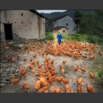 喂鸡