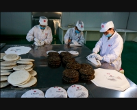 湘丰公司的工人在包装白茶