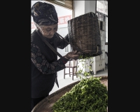 采茶老人