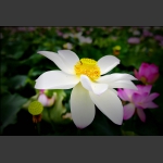 芙蓉花开