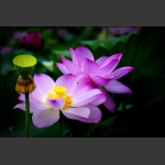 芙蓉花开