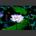 荷花