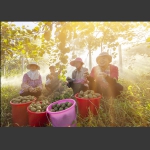 丰收的季节