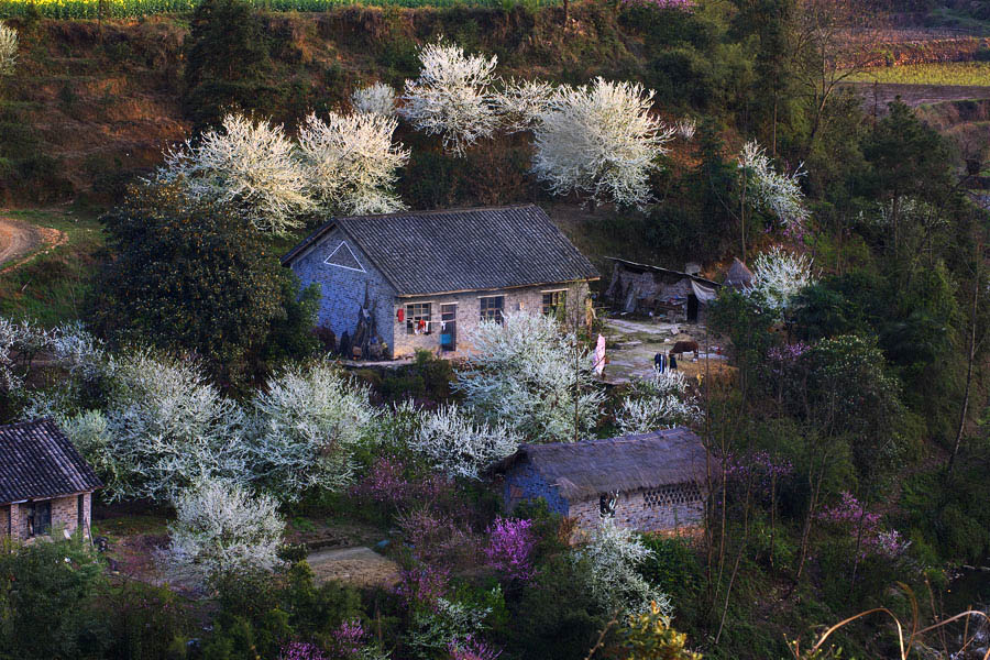 山花烂漫