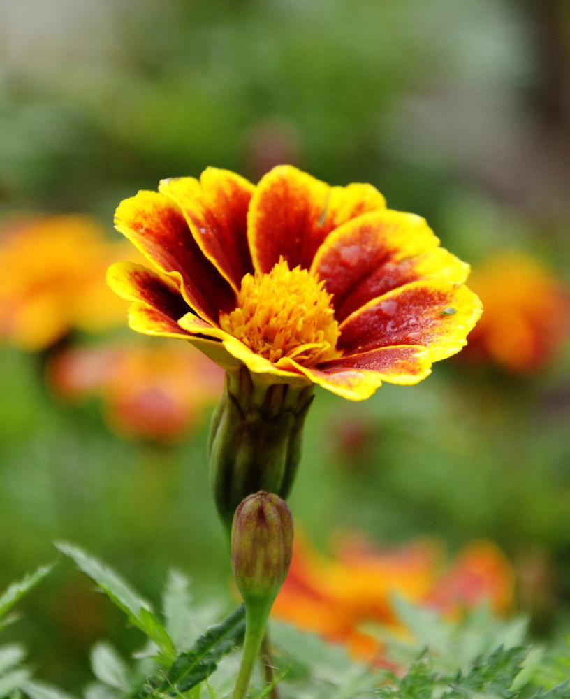 小花