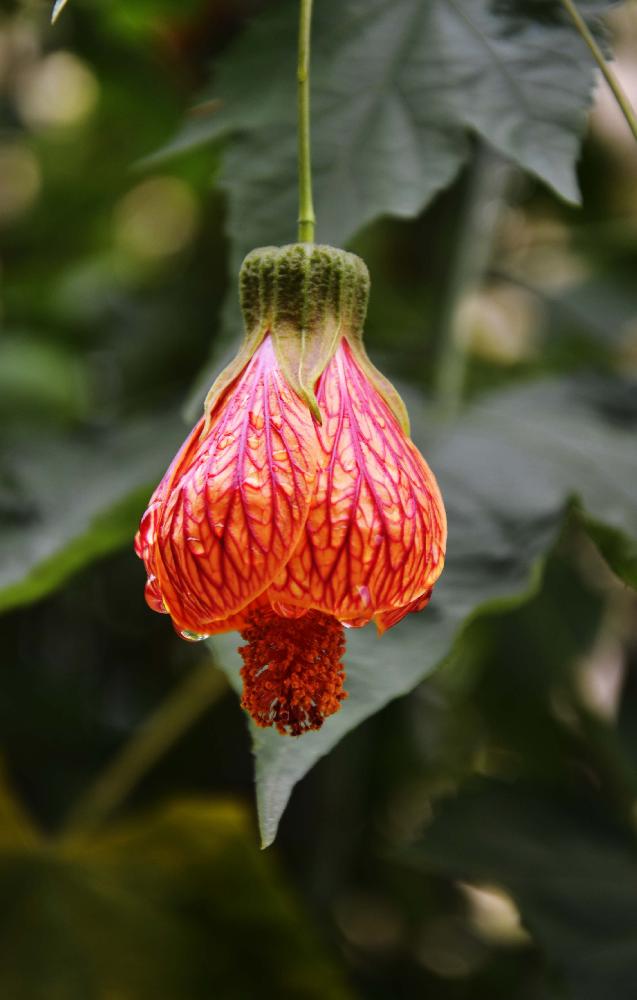 燃烧的灯笼花