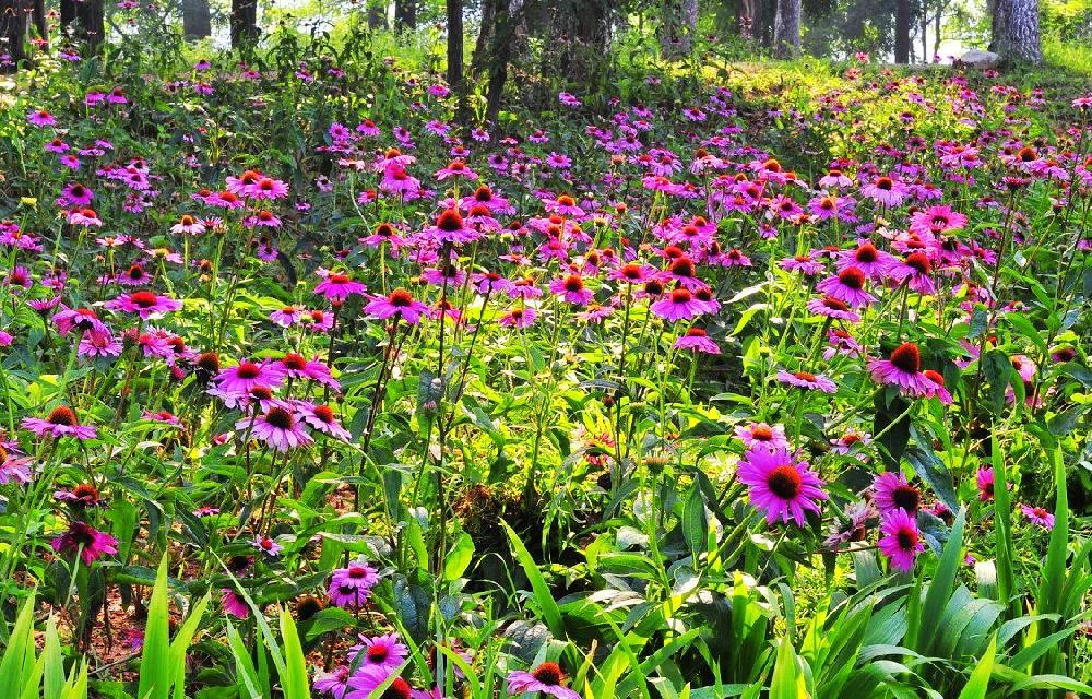 鲜花烂漫